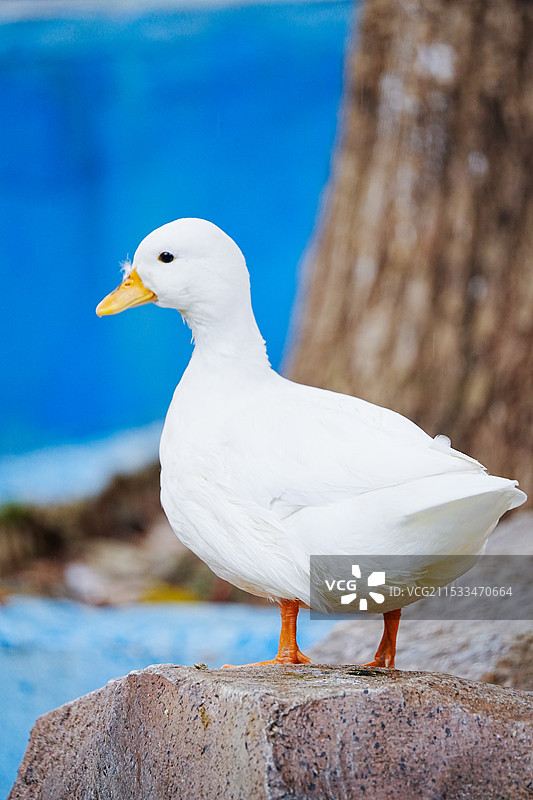 柯尔鸭图片素材
