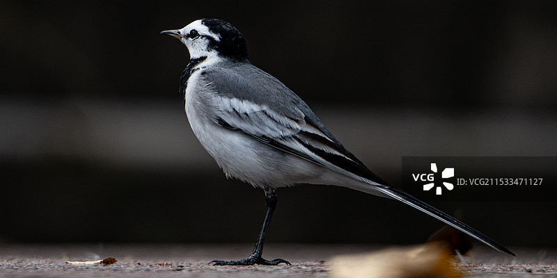 白鹡鸰图片素材