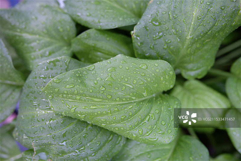 雨后绿植图片素材