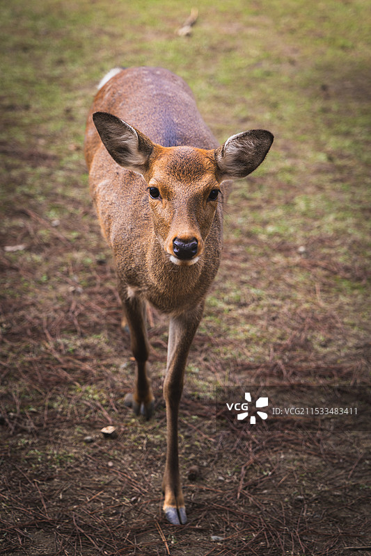 奈良小鹿图片素材