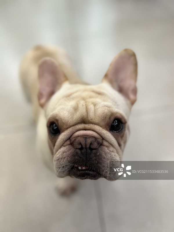 猫咖狗咖羊驼图片素材