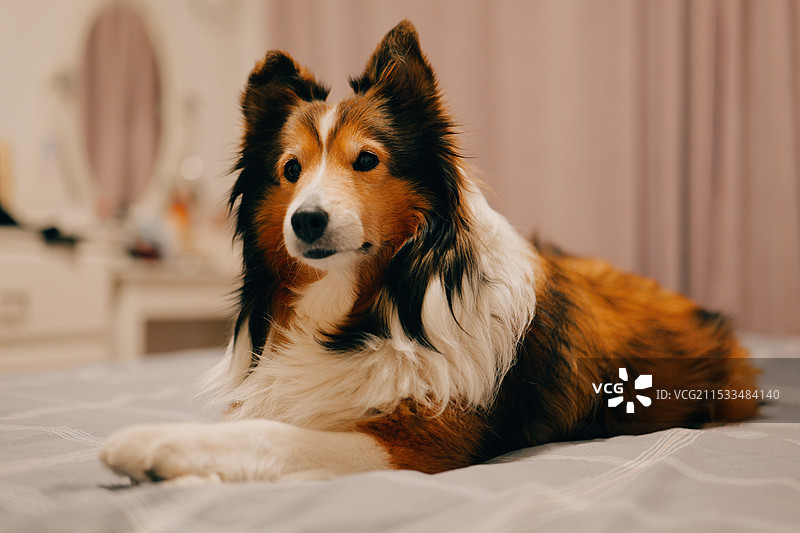 喜乐蒂牧羊犬图片素材