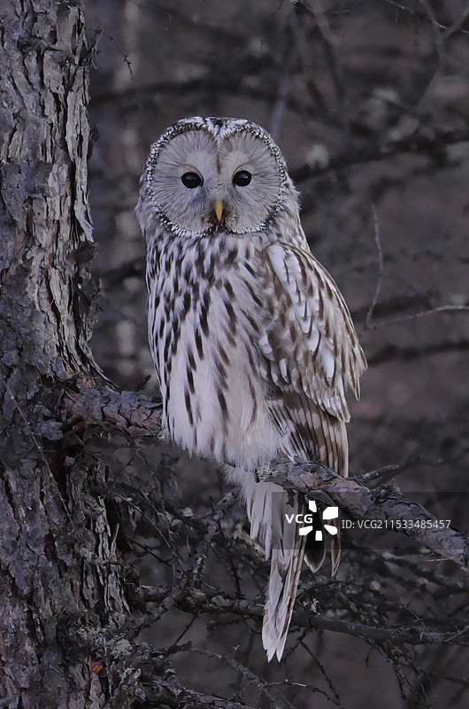 长尾林鸮图片素材
