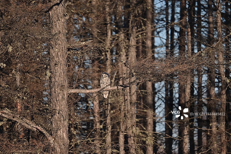 长尾林鸮图片素材