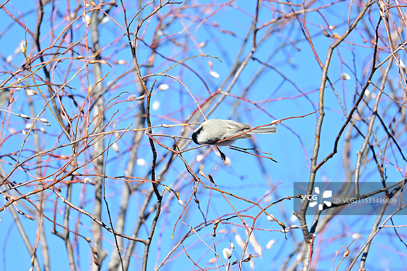 沼泽山雀图片素材