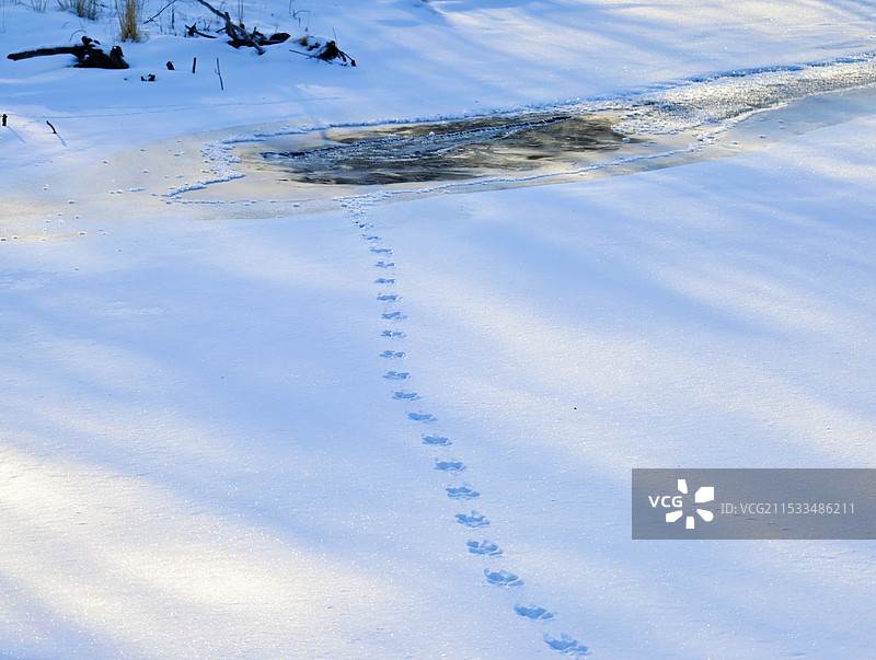 饮水的猞猁图片素材