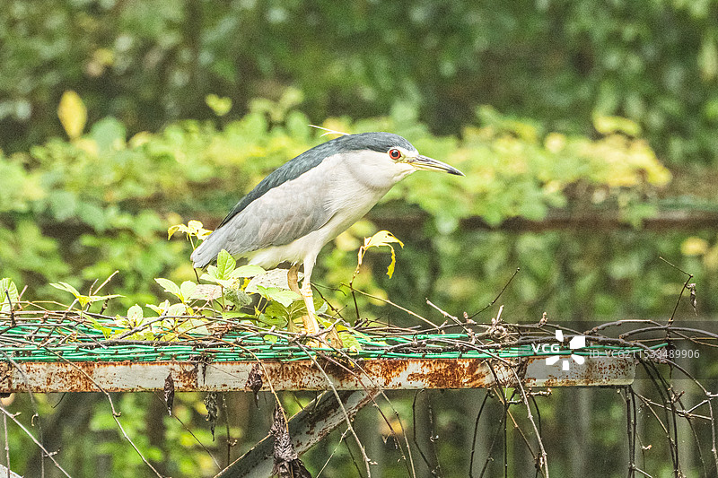 绿野静夜·夜鹭独栖图片素材