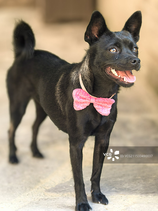 谁家的小黑图片素材