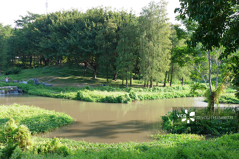 公园里的树图片素材