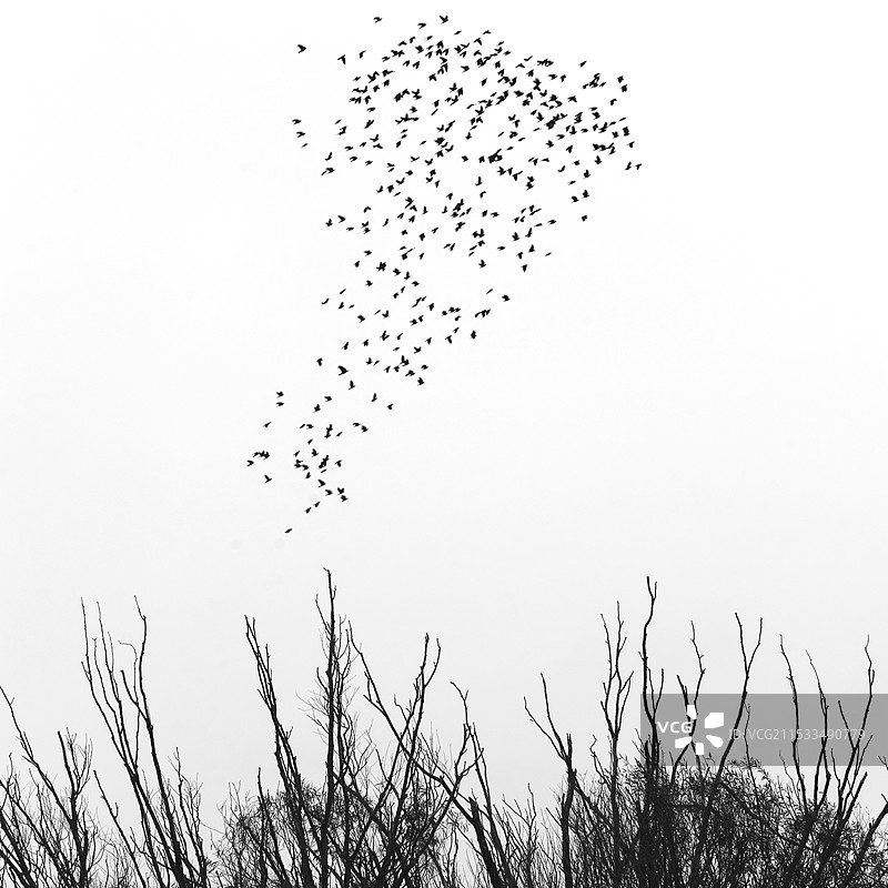 枯树与飞鸟图片素材