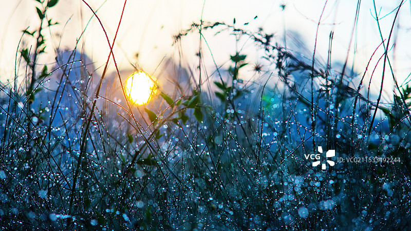 雨季湿植物特写图片素材