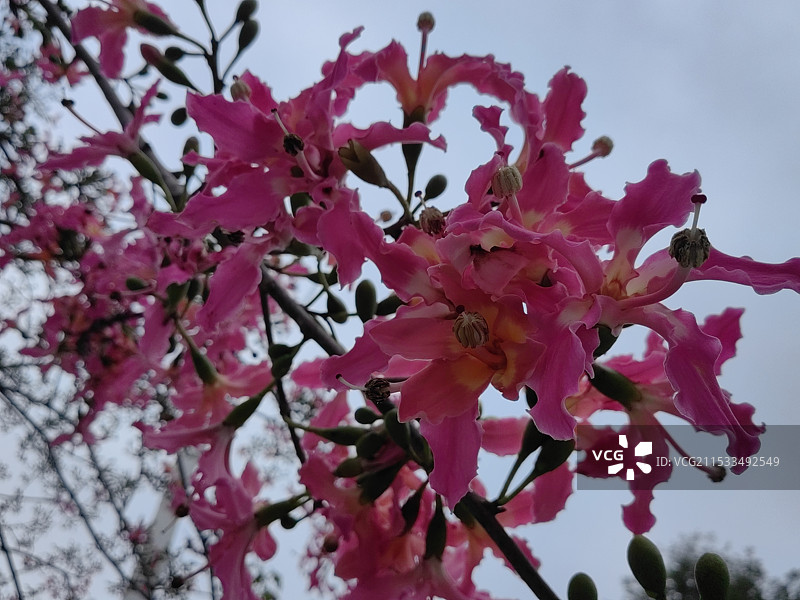 广州冬日的异木棉绽放图片素材