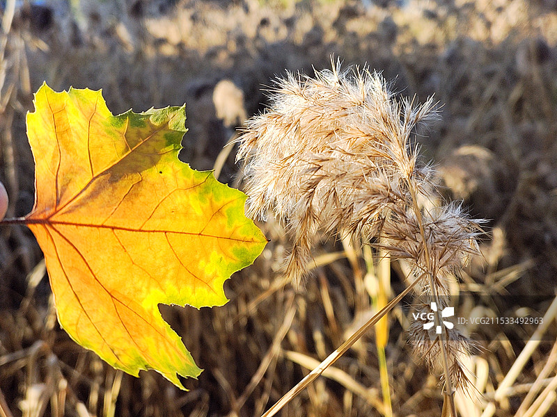 《芦苇荡和落叶的特写》图片素材