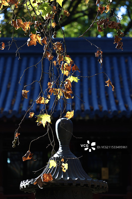 待听梧桐叶落声图片素材