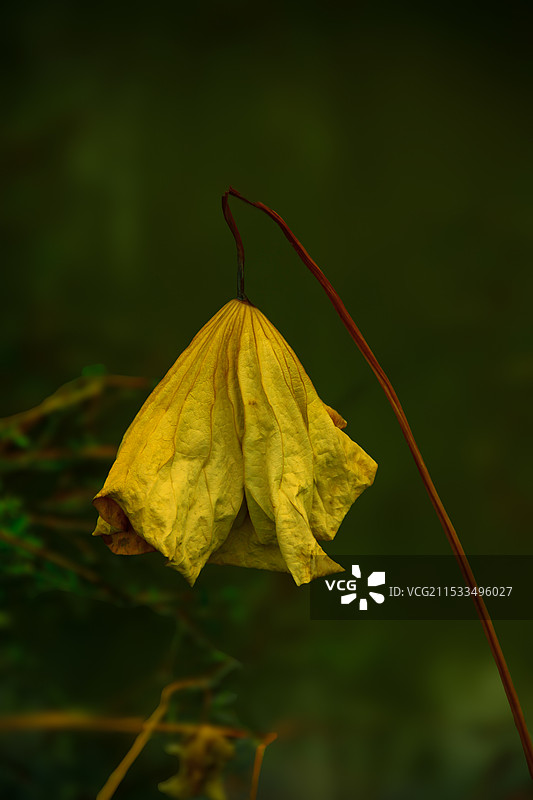 模糊背景下的残荷图片素材