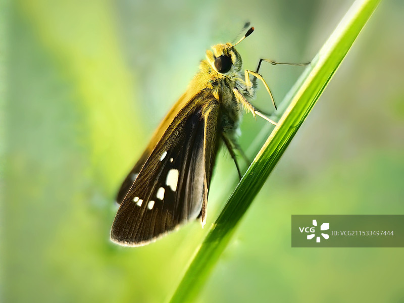 稻弄蝶的特写镜头图片素材