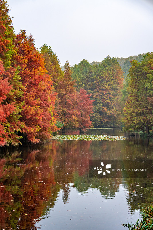 南京明孝陵燕雀湖落羽杉图片素材
