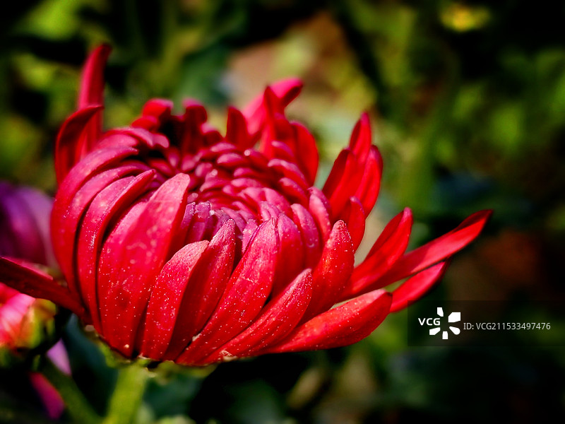 红菊花图片素材