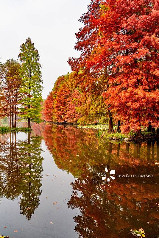 南京明孝陵燕雀湖落羽杉图片素材