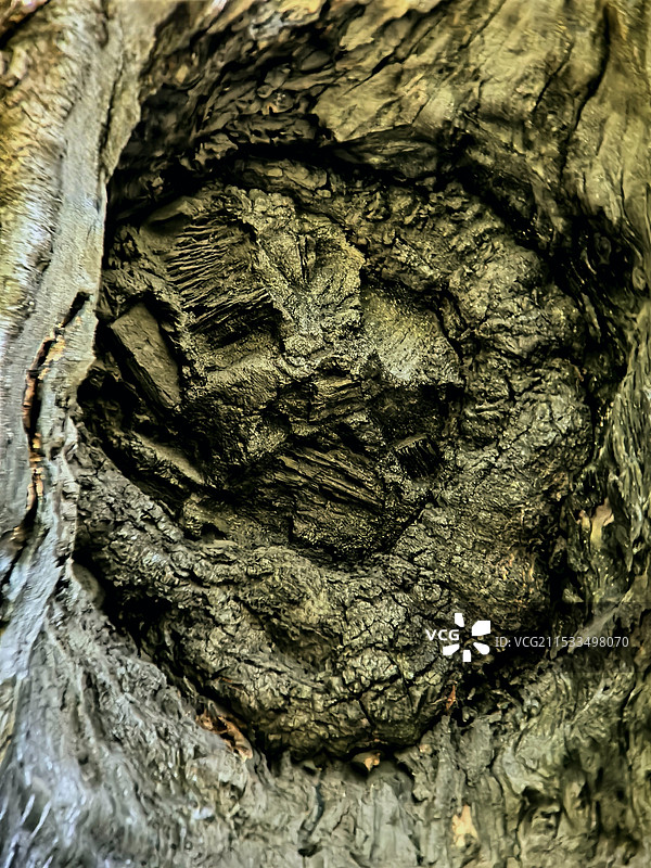 树干全帧拍摄图片素材