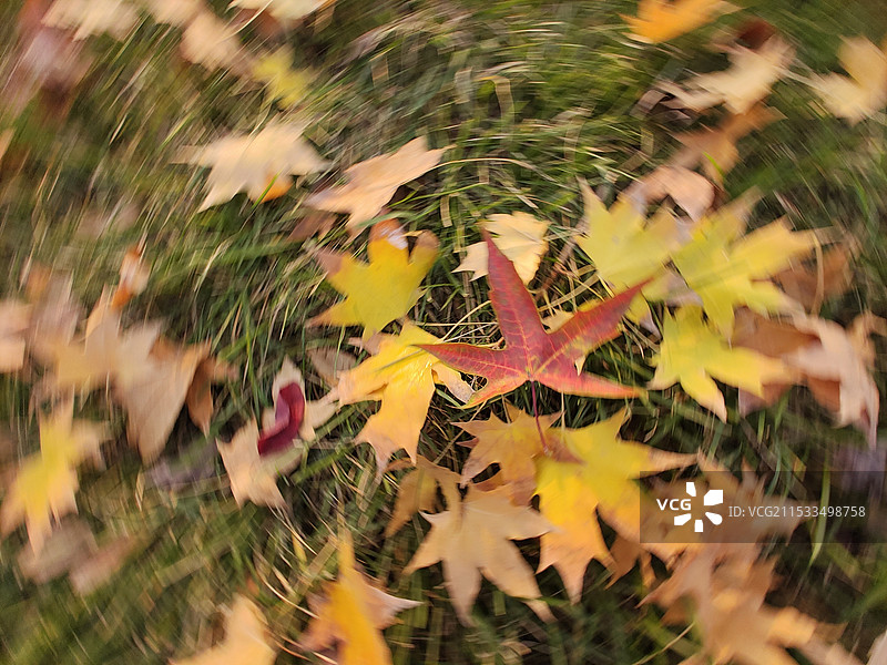 《草地上的枫叶特写》图片素材