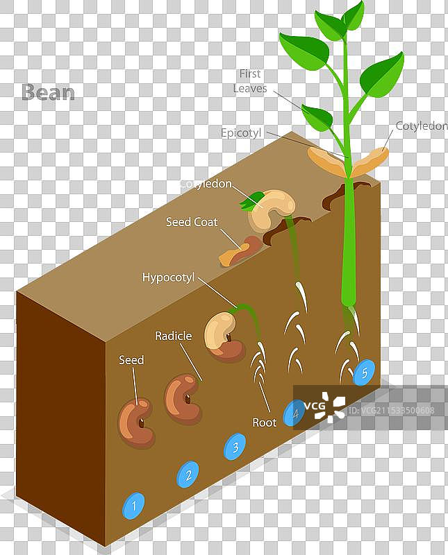 种子的三维等距平面图图片素材