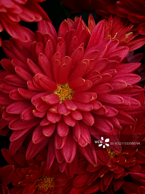 粉红色大丽花特写图片素材