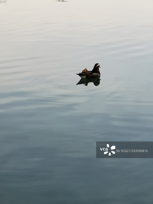 龙潭公园里的单身汉图片素材