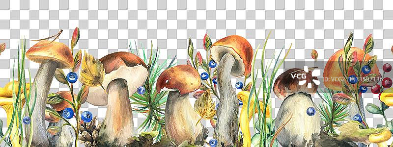 森林中的蘑菇，牛肝菌和鸡腿菇图片素材