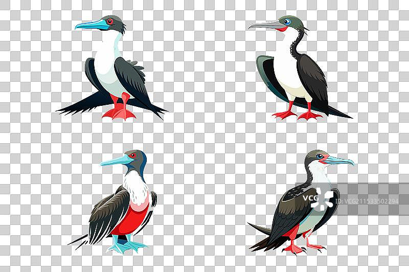 用于多种用途的军舰鸟图片素材