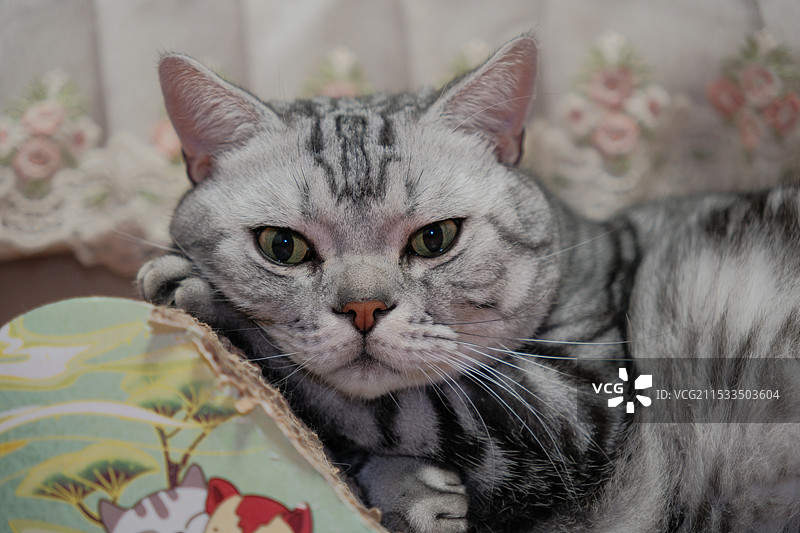 忧愁猫咪图片素材