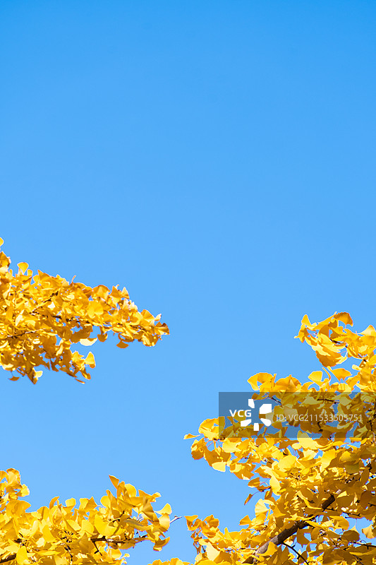 中山公园红墙银杏图片素材