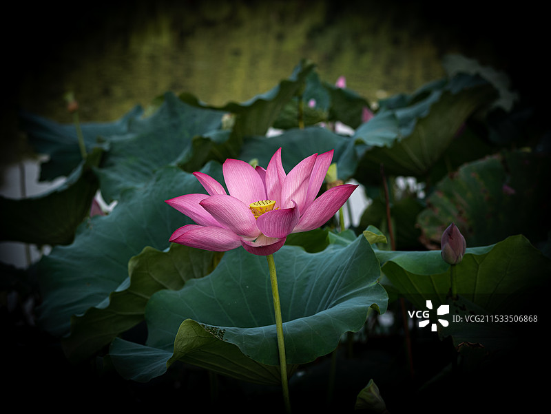 东湖片段武汉建筑夕阳剪影图片素材