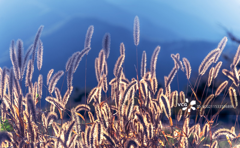 夕阳下梦幻狗尾草图片素材