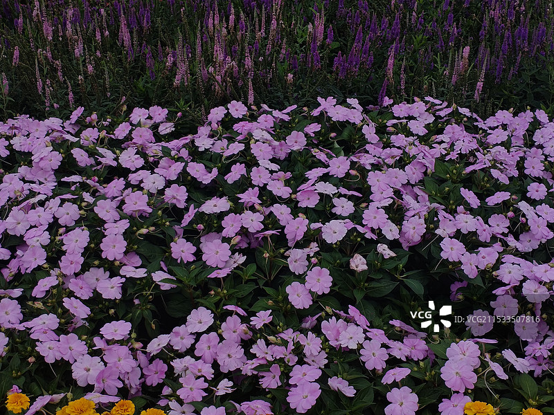 花海一览图片素材