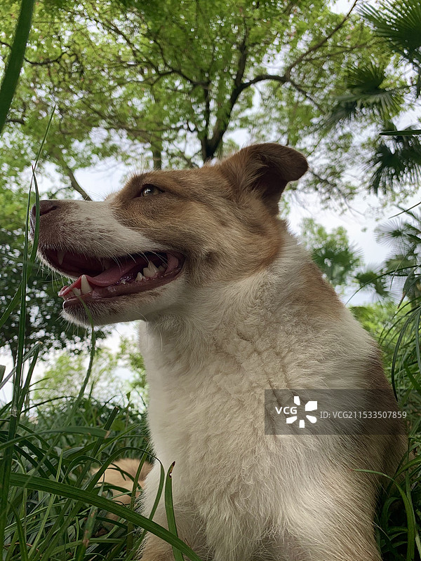 狗坐在草地上的特写镜头图片素材