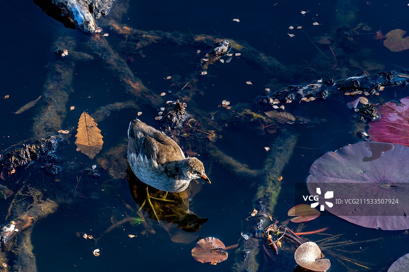 初秋寻找食物的小鷿鷈图片素材