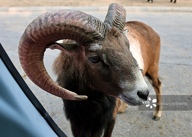 山羊站在户外的特写镜头图片素材