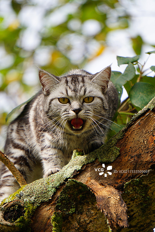 树上猫的特写肖像图片素材