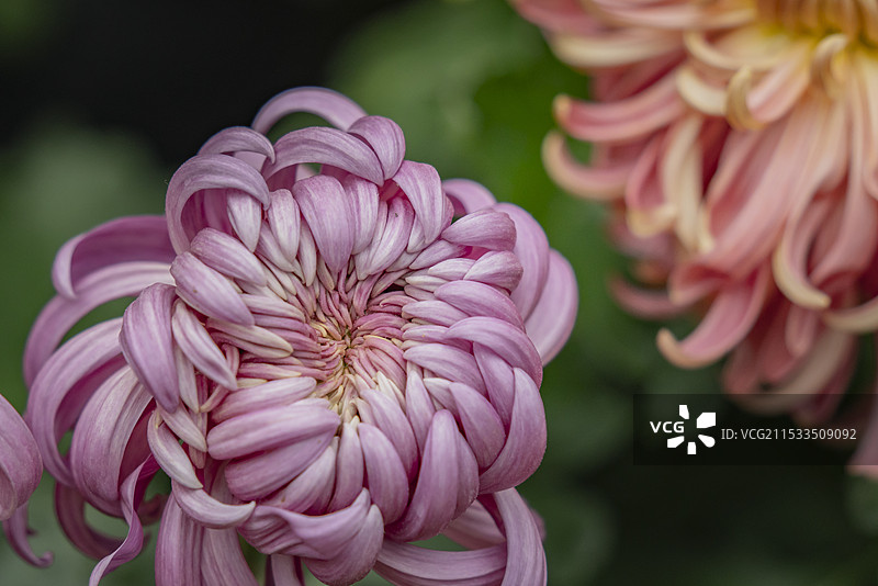 2024第62届人民公园菊花展图片素材