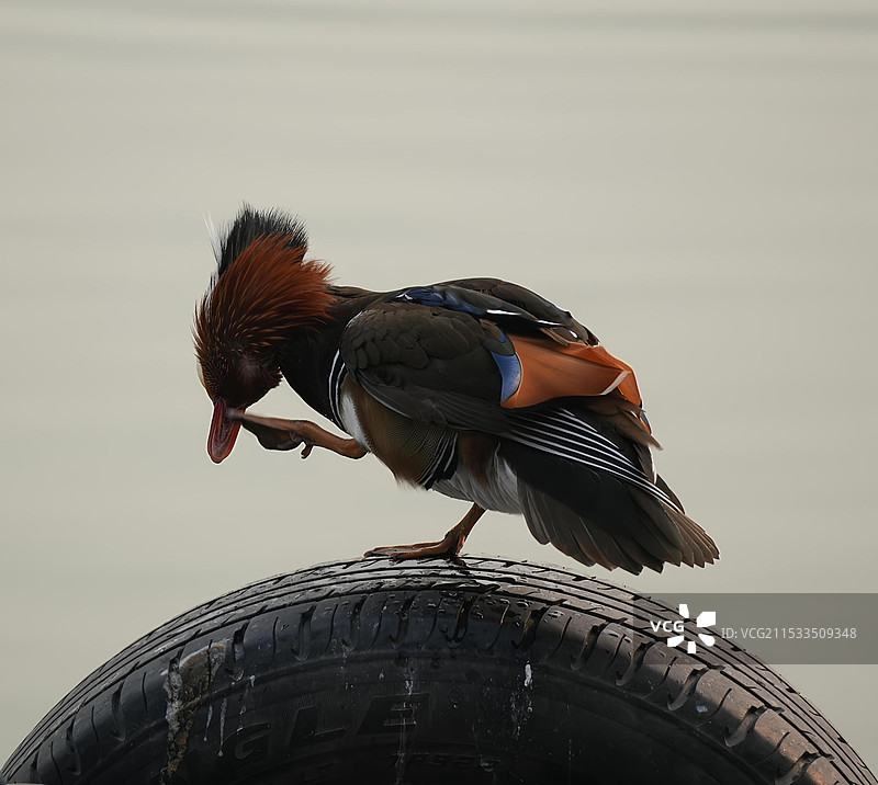 鸳鸯栖息在轮胎上的特写镜头图片素材