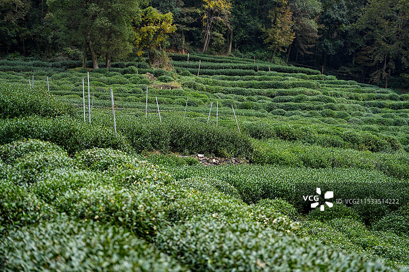 西湖龙井茶茶园图片素材