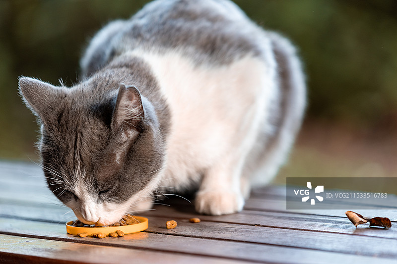 猫猫觅食图片素材