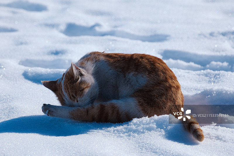 冬日行走在雪地间舔舐自己身体的小猫图片素材