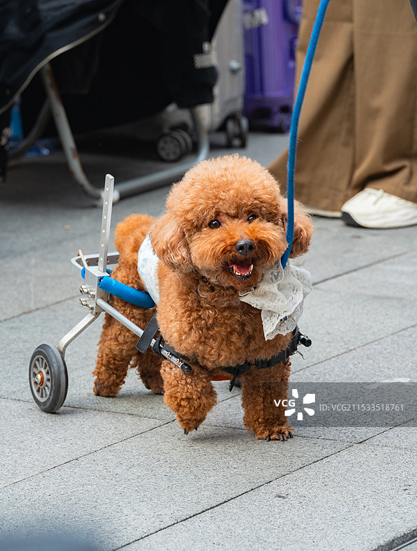 开朗的狗狗图片素材