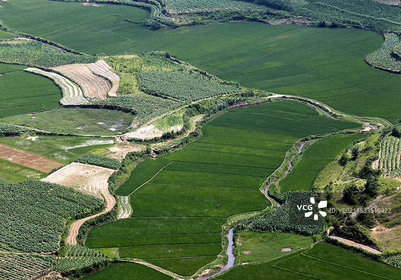 企鹅田地图片素材