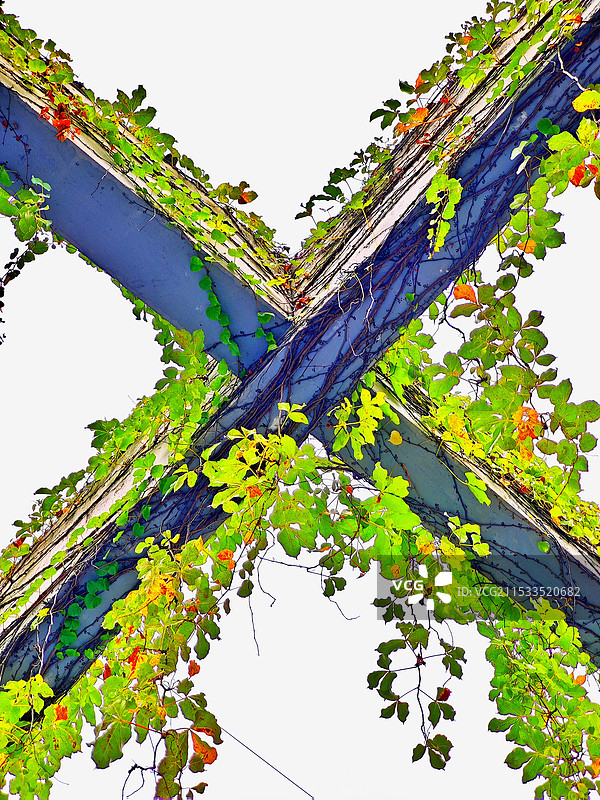 晴空爬山虎的低角度视图图片素材