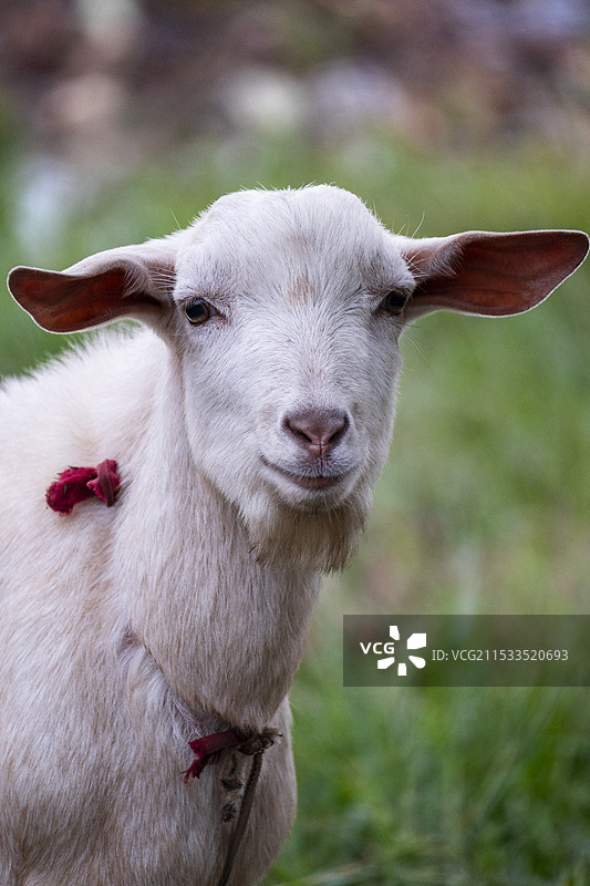 小羊肖像图片素材