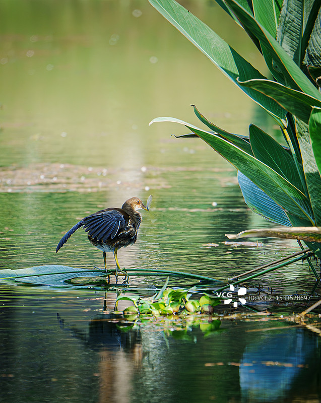 黑水鸡图片素材