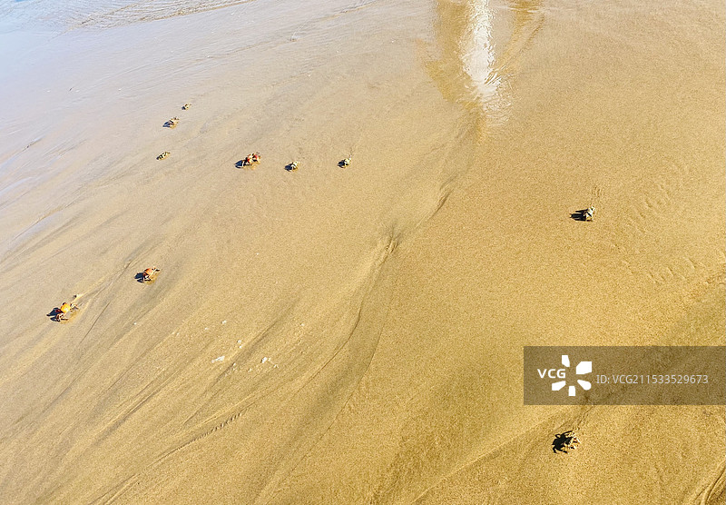 沙滩石头蟹爬行图片素材